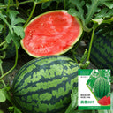 "Meihui 007" Watermelon Seeds, 200 Seeds
