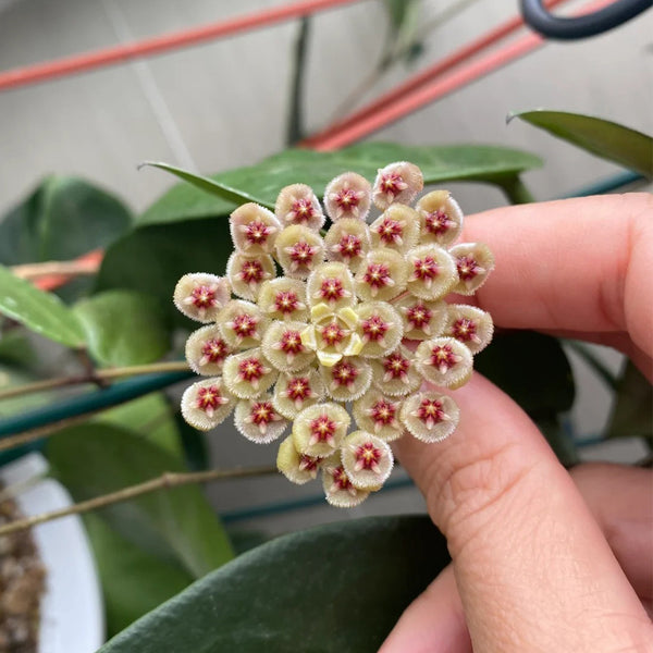 Hoya walliniana 'Dark Leaf Splash', 5 Cuttings
