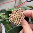 Hoya walliniana 'Dark Leaf Splash', 5 Cuttings