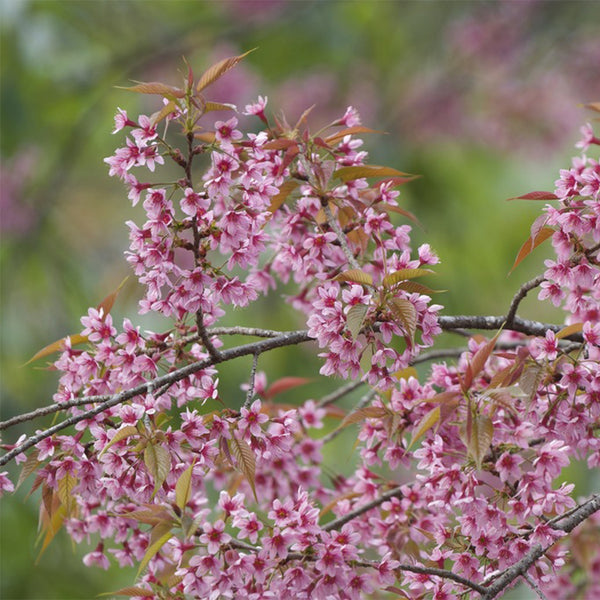 Winter Cherry Seeds, 10g