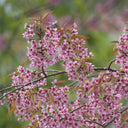 Winter Cherry Seeds, 10g