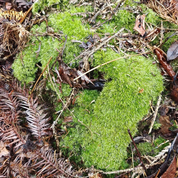 White Cushion Moss Seeds, 500 Seeds