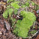 White Cushion Moss Seeds, 500 Seeds