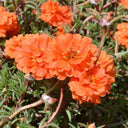 Hezhichun Coral Red Moss-Rose Purslane Seeds, 1g