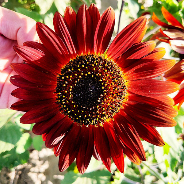 Hongyun Sunflower, 100 Seeds
