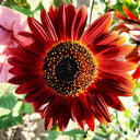 Hongyun Sunflower, 100 Seeds