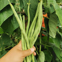 Stringless Snap Bean Seeds, 5 × 10g Bags