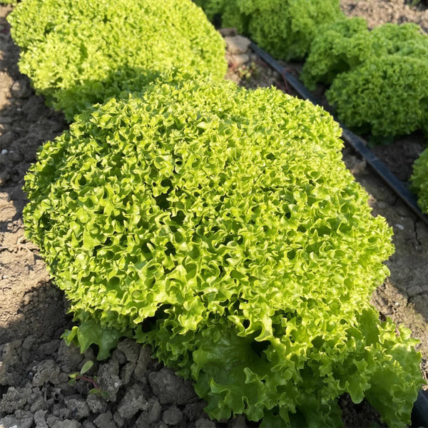 Xishuai Lollo Bionda Lettuce Seeds, 2g