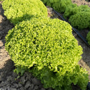 Xishuai Lollo Bionda Lettuce Seeds, 2g