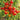 399 Yubileynyi Tarasenko Tomato, 5 Seeds
