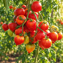 399 Yubileynyi Tarasenko Tomato, 5 Seeds