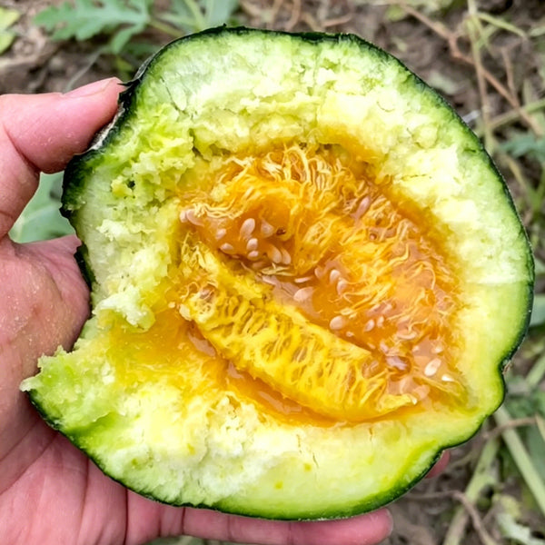 Sweet Mealy Black Skin Melon, 100 Seeds