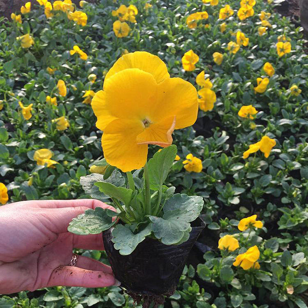Super Bingo Series Yellow Pansy Seeds, 100 Seeds