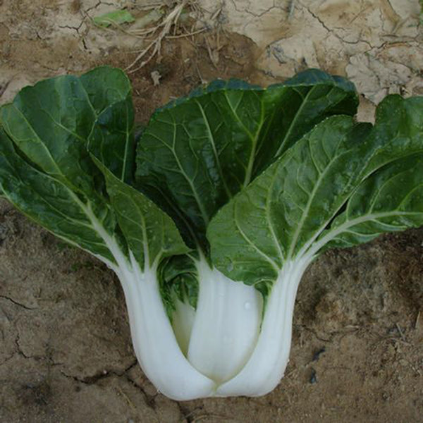 Dwarf Black-leaf Pak Choi Seeds, 20g