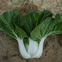 Dwarf Black-leaf Pak Choi Seeds, 20g