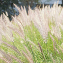 U2222 Purple Fountain Grass, 200 Seeds