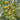 Dream Green Sweet No. 3 F1 Tomato, 5 Seeds