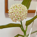 Hoya latifolia, 2 Cuttings