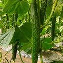 'Holland Spring-Autumn Shiny Pioneer' F1 Cucumber Seeds, 25g