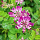 Chinese Milkvetch, 150 Coated Seeds