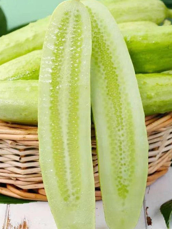 Shangli White Cucumber Seeds, Pack of 80