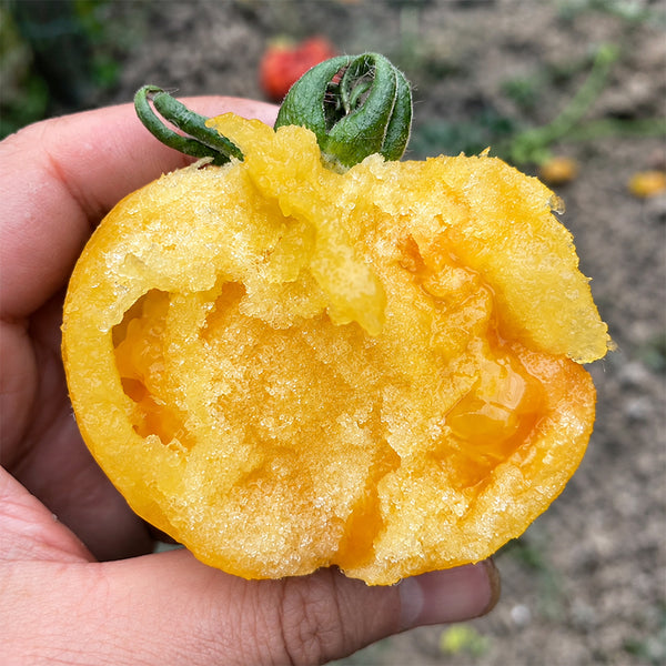 U2609 Large Yellow Persimmon Tomato, 100 Seeds