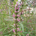 Motherwort seeds, 50g