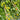 670 Green Datterini Tomato, 5 Seeds