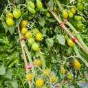 670 Green Datterini Tomato, 5 Seeds