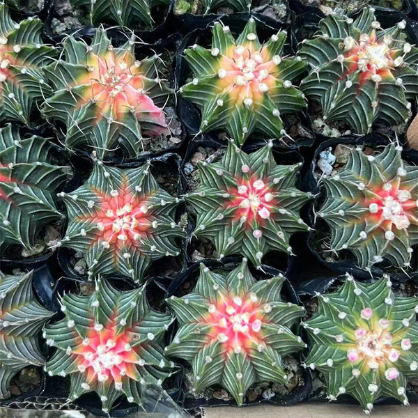 Gymnocalycium stenopleurum 'Artificial Variegated', 6-7cm