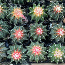 Gymnocalycium stenopleurum 'Artificial Variegated', 6-7cm