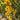 609 Summer Sun F10 Cherry Tomato, 5 Seeds