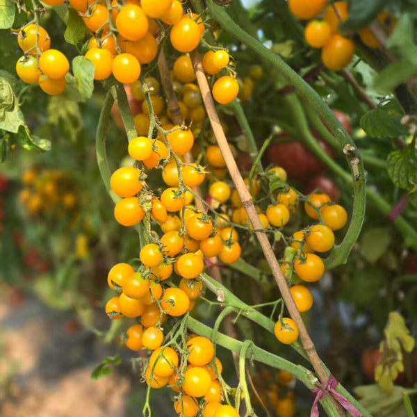 609 Summer Sun F10 Cherry Tomato, 5 Seeds