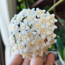 Hoya carnosa 'White Phoenix', 1 Cutting