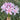 Sprenger's Surprise Lily, 3 Bulbs