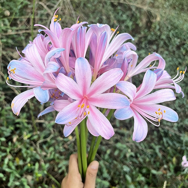 Sprenger's Surprise Lily, 3 Bulbs