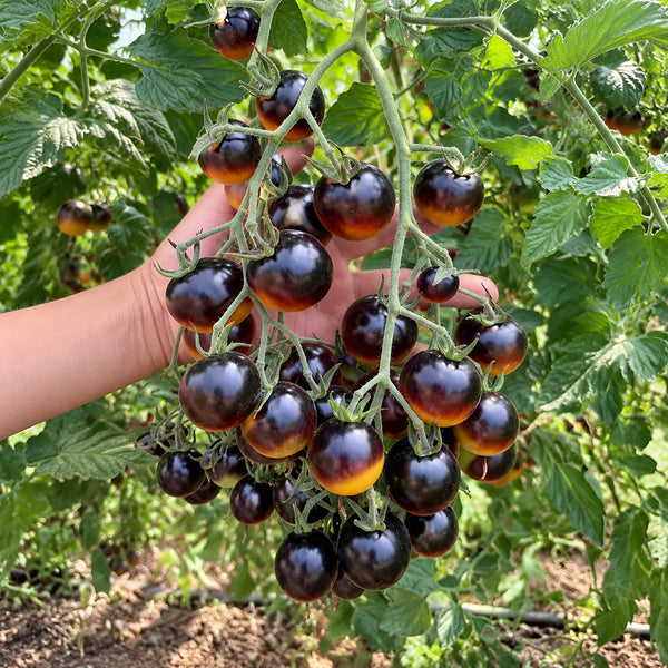 1111 Super Queen Tomato, 5 Seeds