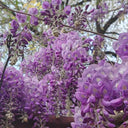 Chinese wisteria (Wisteria sinensis) Seeds, 50 Seeds