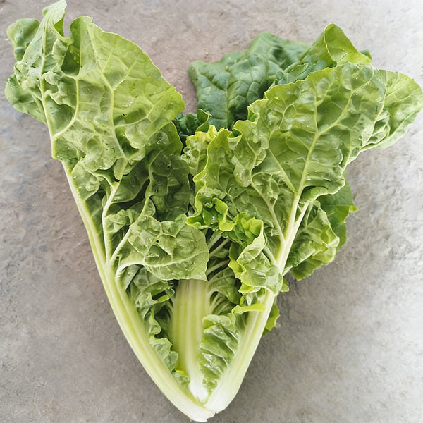 Early Royal Beijing Cabbage Seeds, 20g