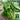 Spicy No.1 Chili Pepper Seeds, 100 Seeds