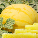'Golden Baby' Watermelon Seeds