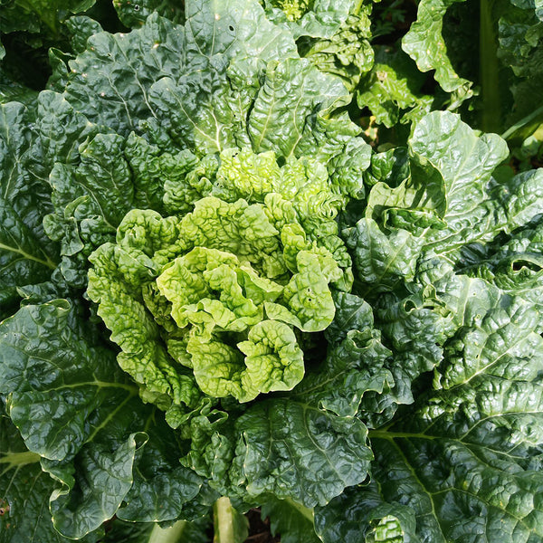 'Cuiqing 60' Qingmaye Chinese Cabbage Seeds, 4g