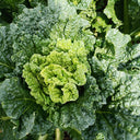 'Cuiqing 60' Qingmaye Chinese Cabbage Seeds, 4g