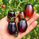 396 Black Kumquat Tomato, 5 Seeds