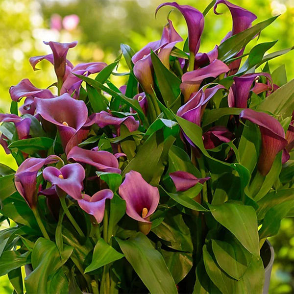 'Paco' Calla Lily, 18/20cm Circumference, 1 Bulb
