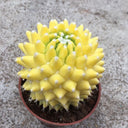 Variegated Mammillaria Live Cactus