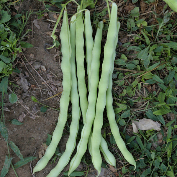 Huajun No.12 Kidney Bean Seeds, 10g