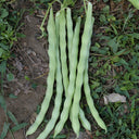 Huajun No.12 Kidney Bean Seeds, 10g