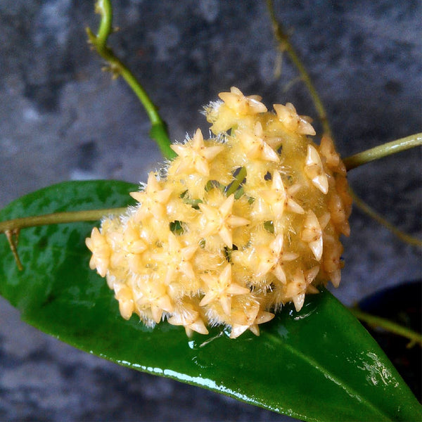 Hoya mindorensis 'Yellow Form', 5 Cuttings