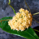Hoya mindorensis 'Yellow Form', 5 Cuttings